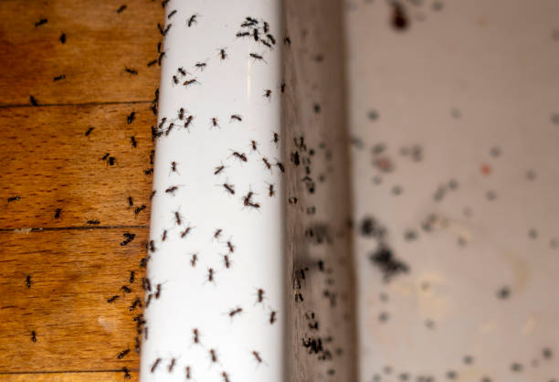 Best Pest Removal Services  in Castle Point, MO