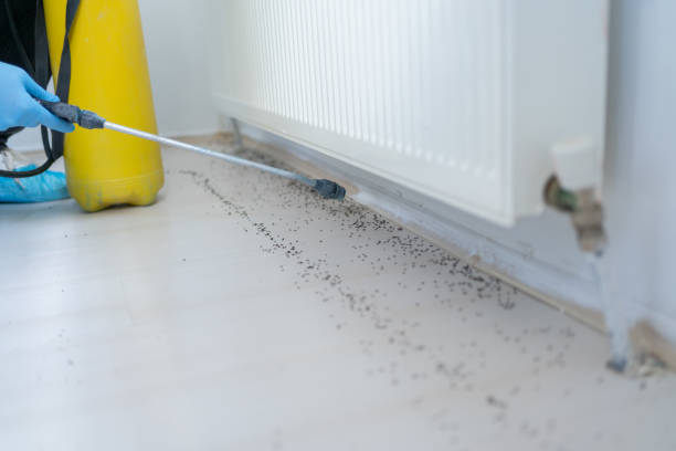 Best Wasp Removal Services  in Castle Point, MO